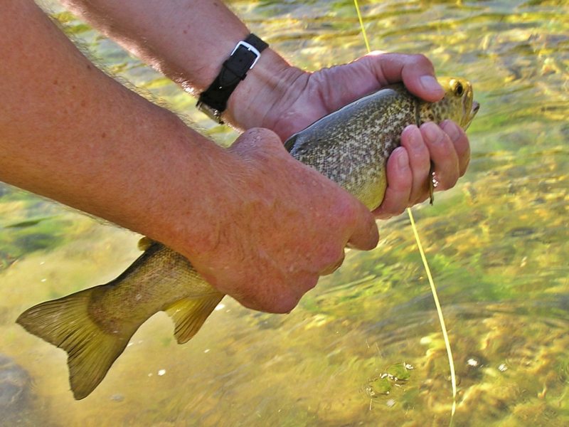 Slovenia Fly Fishing
