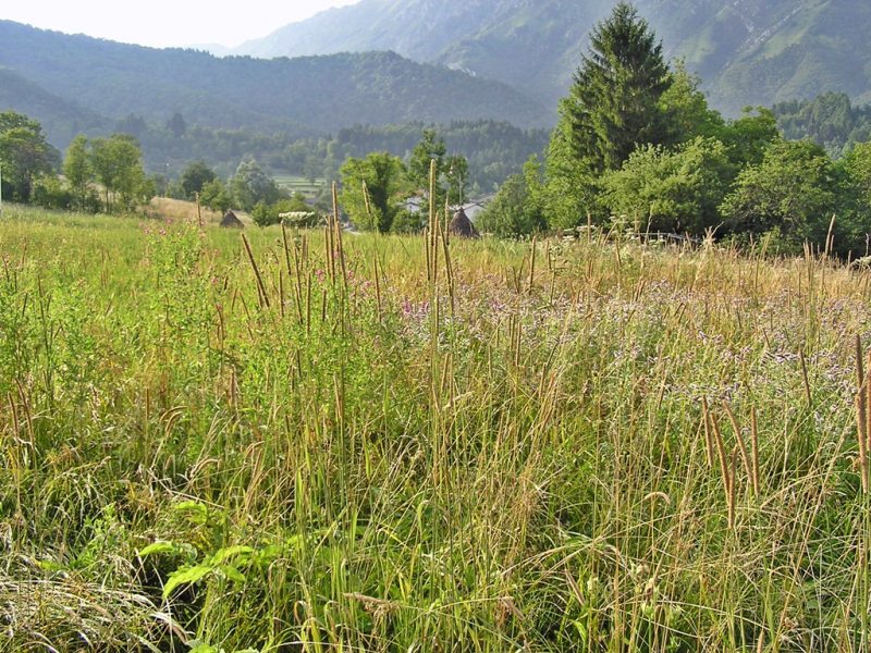 Slovenia Fly Fishing