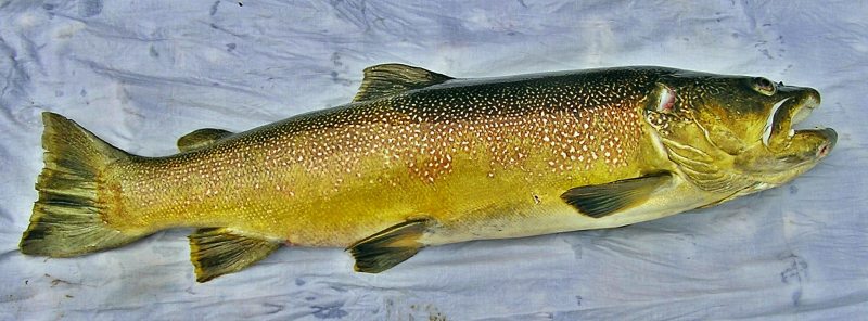 Slovenia Fly Fishing