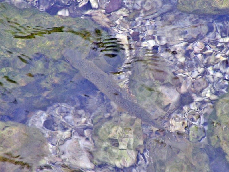 Slovenia Fly Fishing