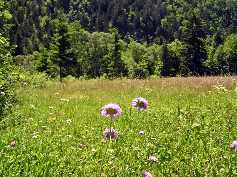 Slovenia Fly Fishing