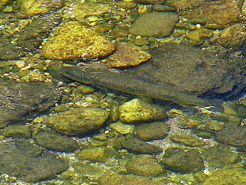 Slovenia Fly Fishing