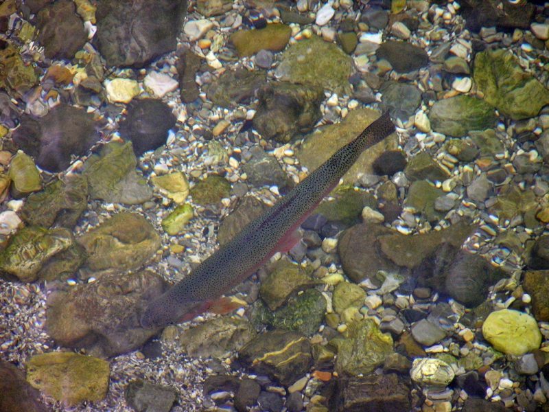 Slovenia Fly Fishing