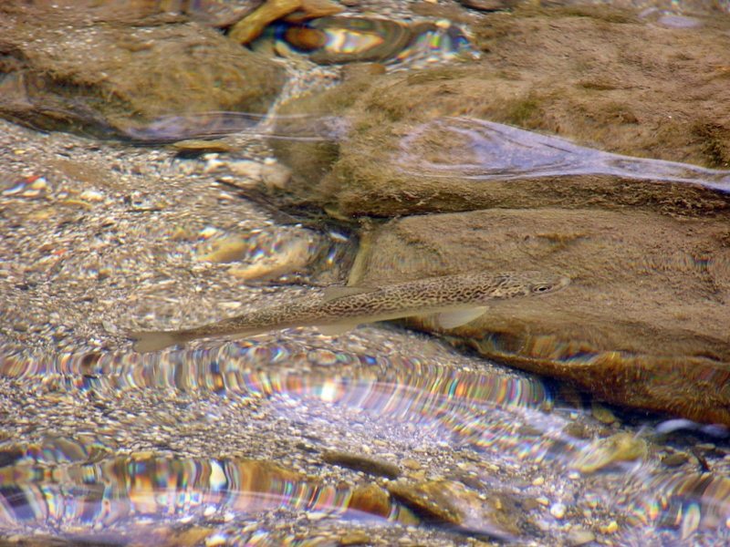 Slovenia Fly Fishing