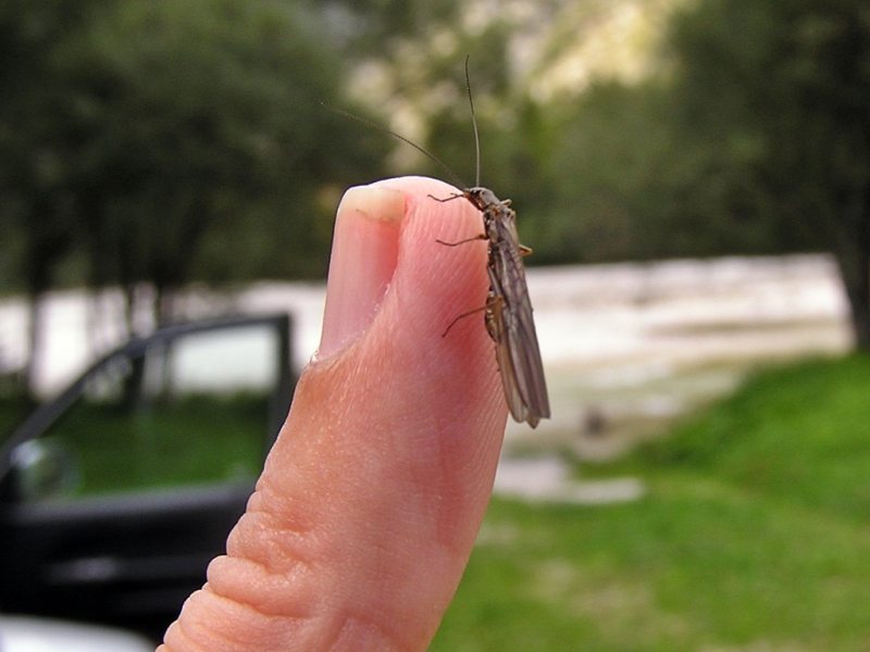 Slovenia Fly Fishing