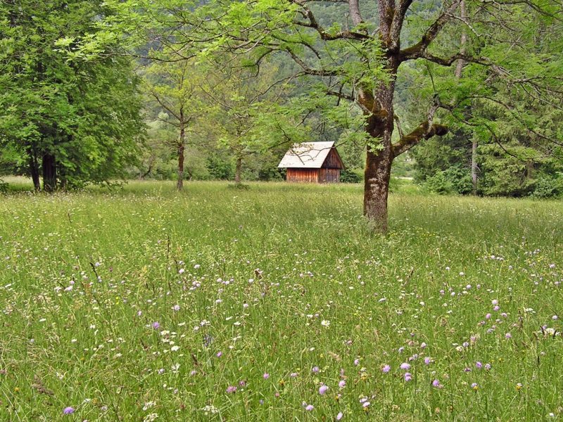 Slovenia Fly Fishing