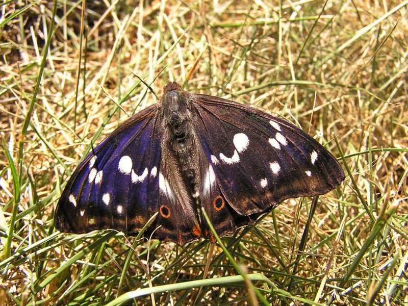 Slovenia Fly Fishing