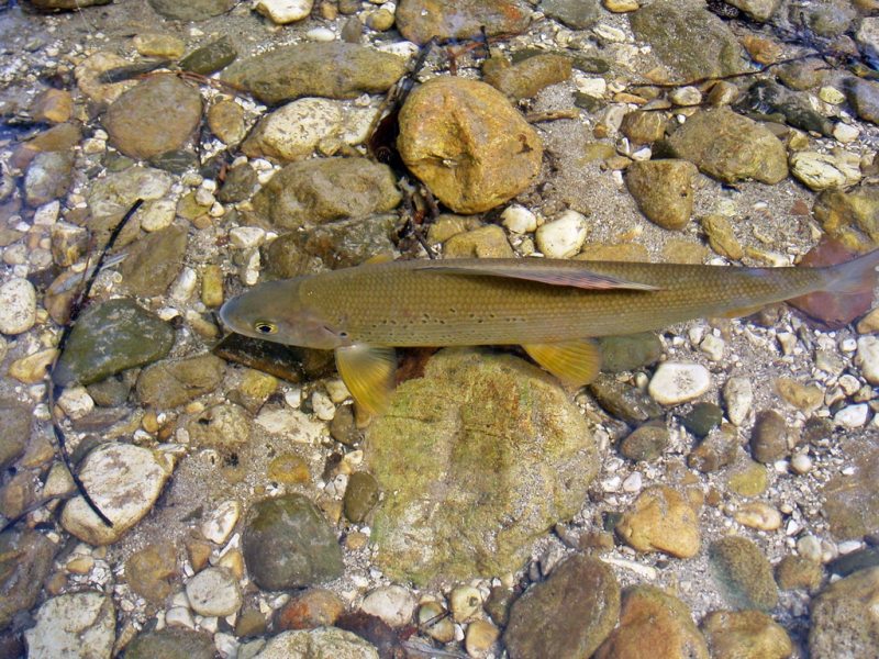Slovenia Fly Fishing
