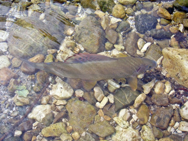 Slovenia Fly Fishing