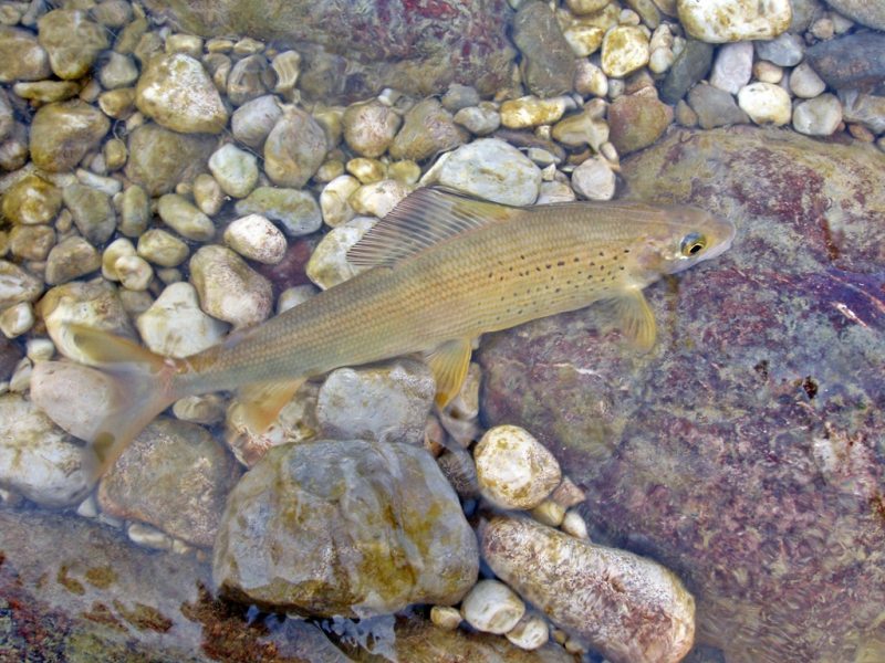 Slovenia Fly Fishing