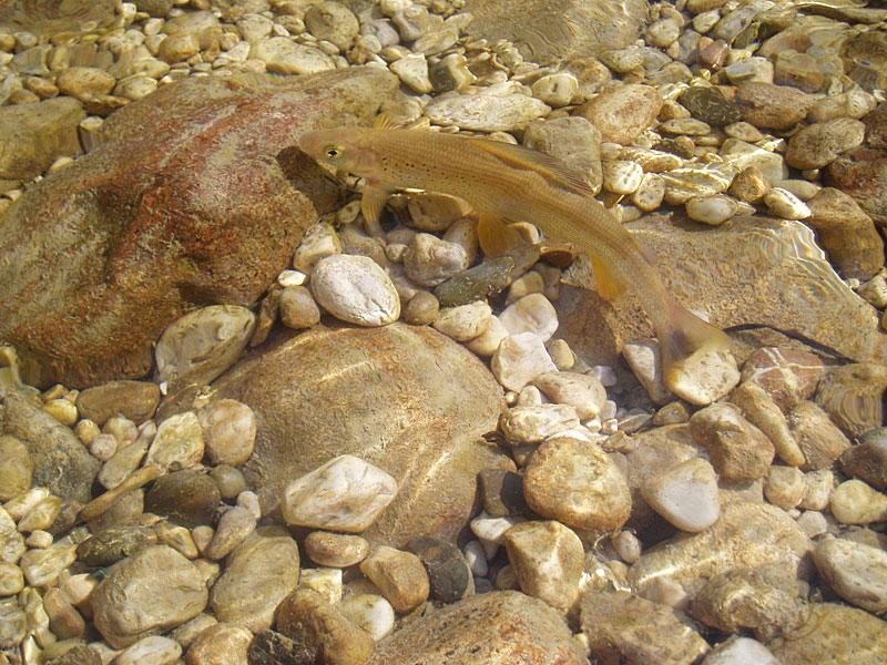 Slovenia Fly Fishing