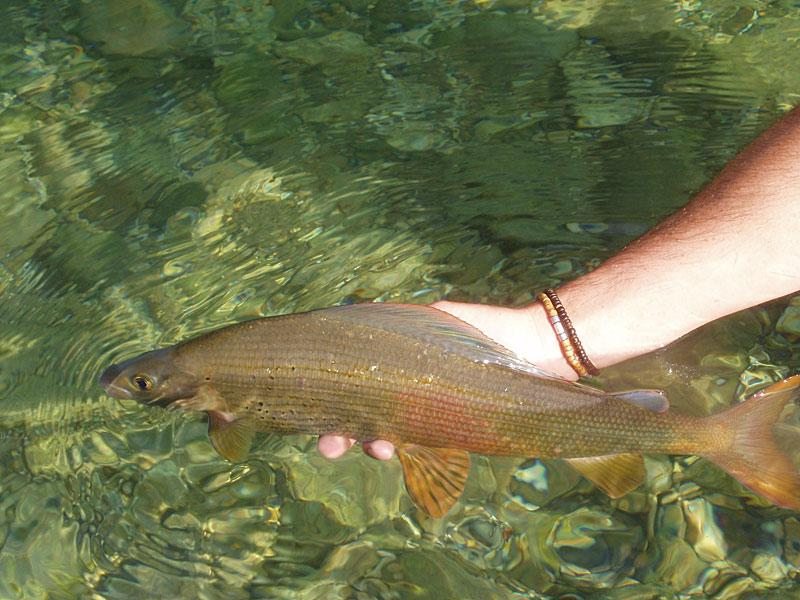 Slovenia Fly Fishing