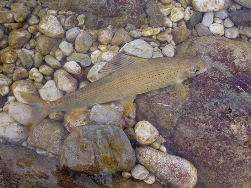 Slovenia Fly Fishing