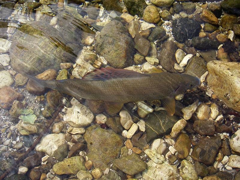 Slovenia Fly Fishing