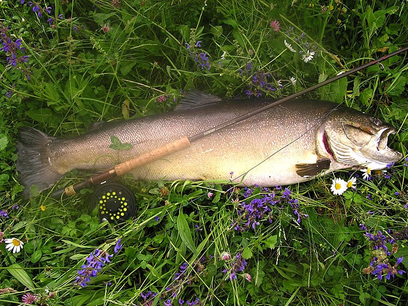 Slovenia Fly Fishing