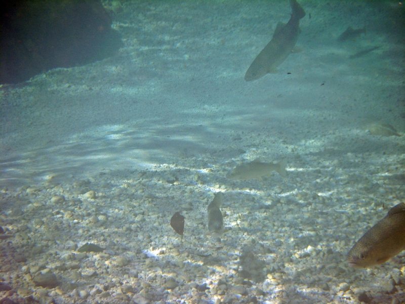 Slovenia Fly Fishing