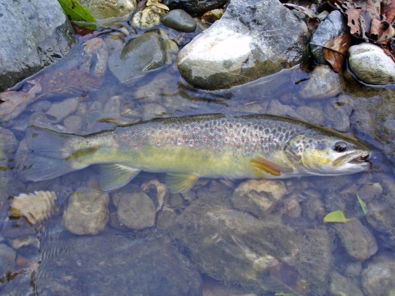 Slovenia Fly Fishing