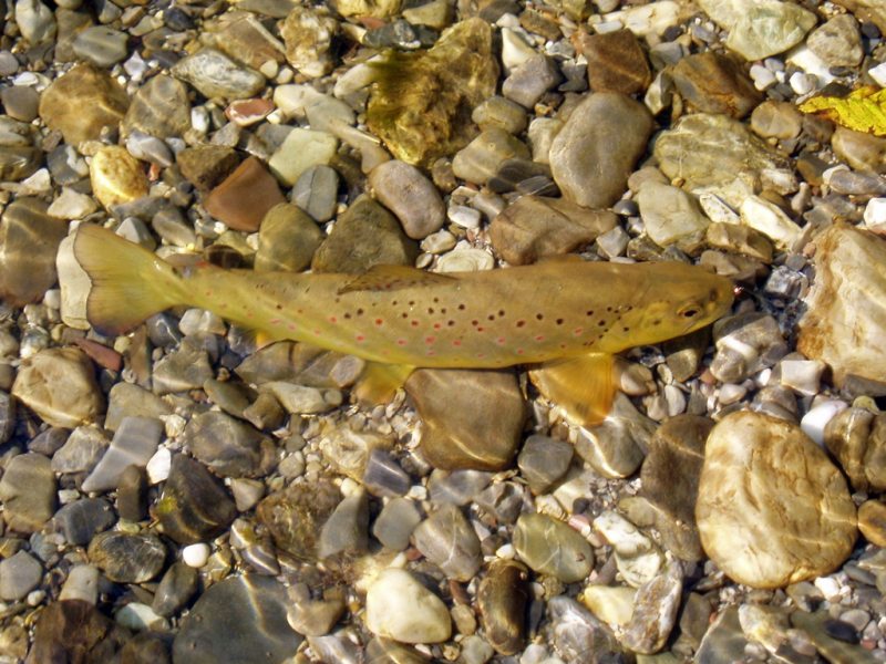 Slovenia Fly Fishing