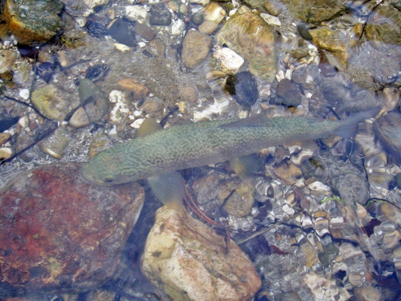 Slovenia Fly Fishing