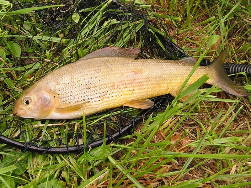 Slovenia Fly Fishing