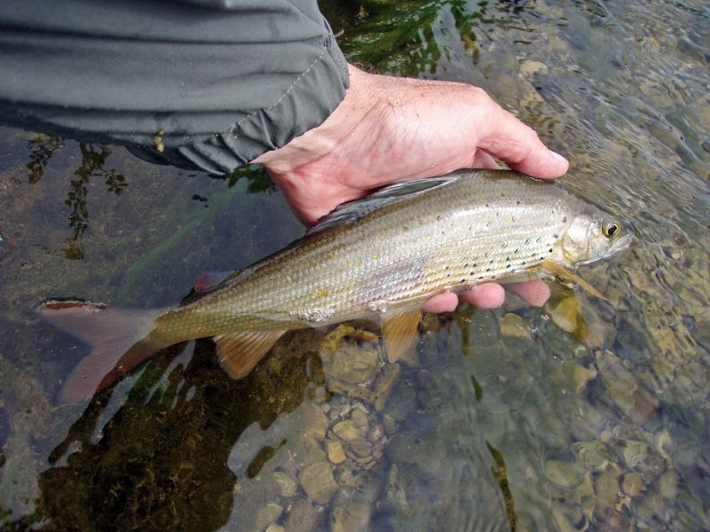 Slovenia Fly Fishing