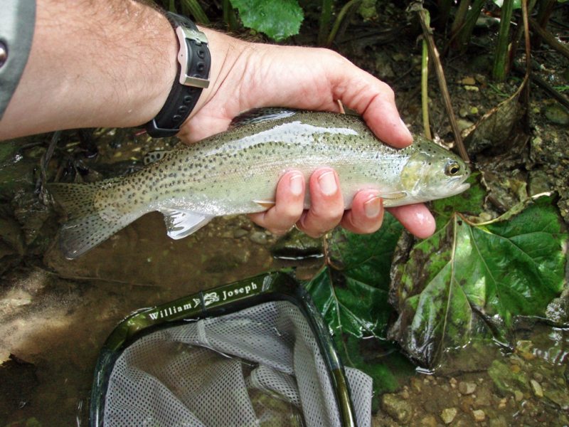 Slovenia Fly Fishing