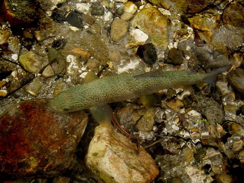 Slovenia Fly Fishing