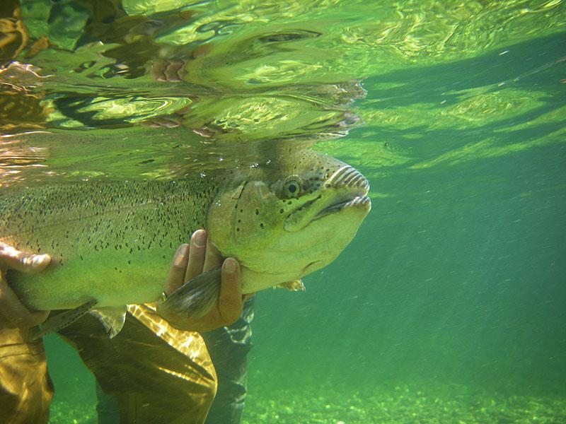 Slovenia Fly Fishing