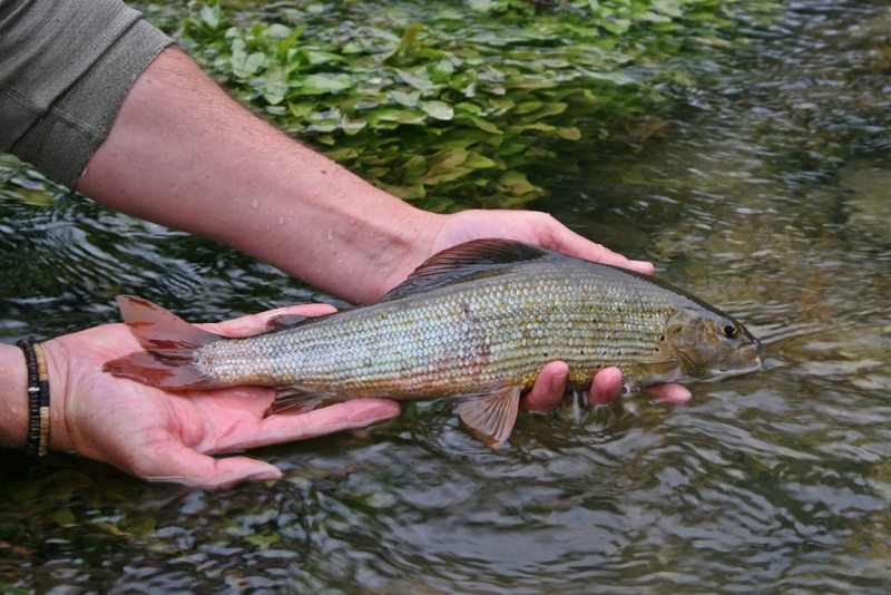 Slovenia Fly Fishing