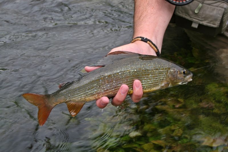 Slovenia Fly Fishing