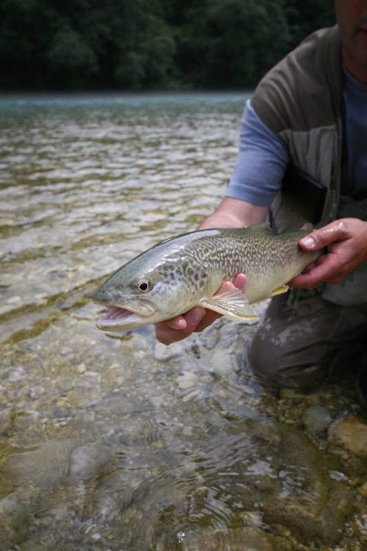 Slovenia Fly Fishing