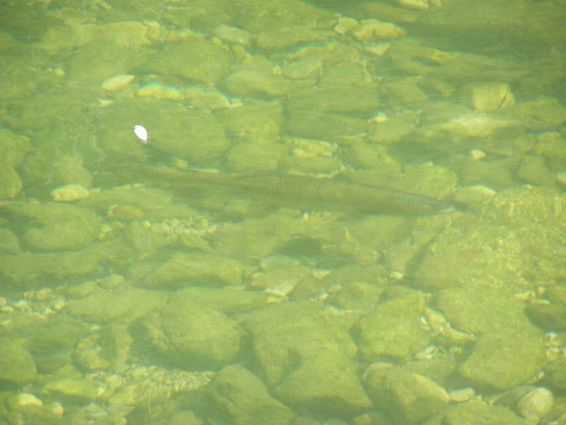 Slovenia Fly Fishing