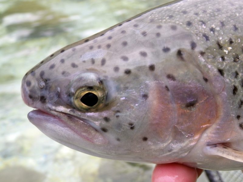 Slovenia Fly Fishing