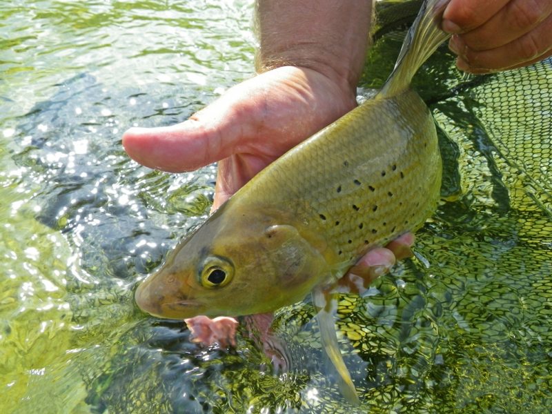 Slovenia Fly Fishing