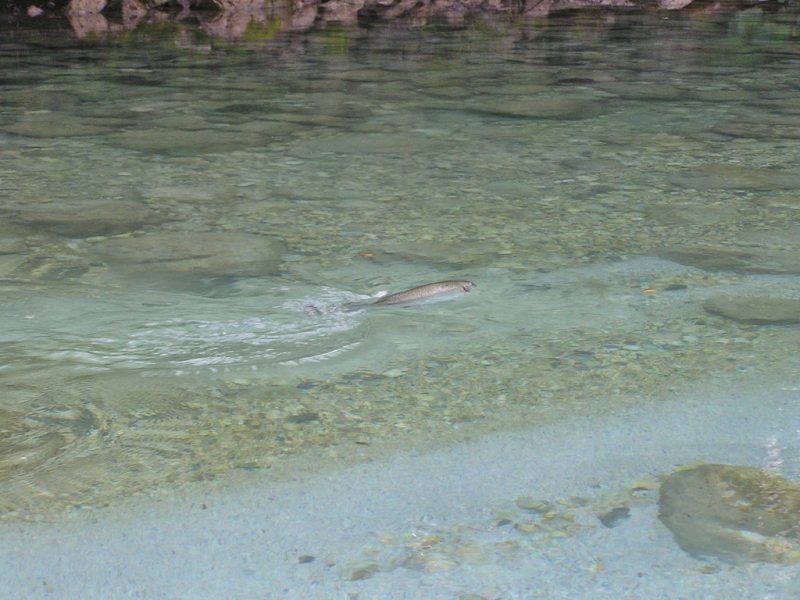 Slovenia Fly Fishing