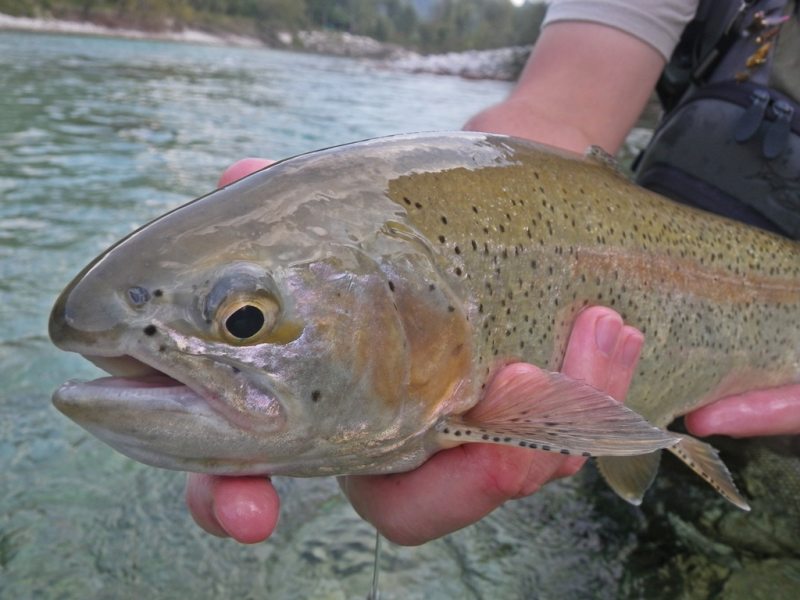 Slovenia Fly Fishing