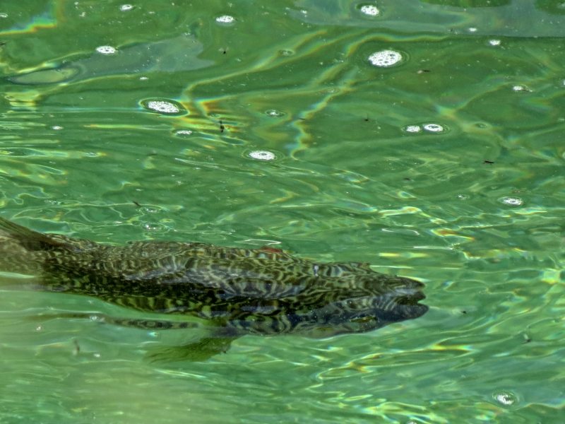 Slovenia Fly Fishing