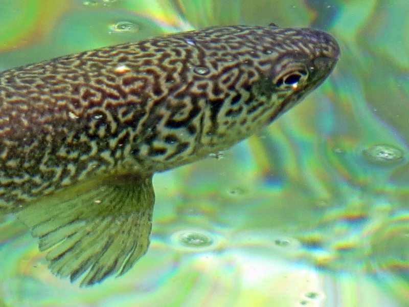 Slovenia Fly Fishing