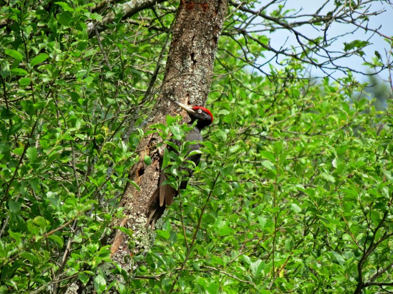 Slovenia Fly Fishing