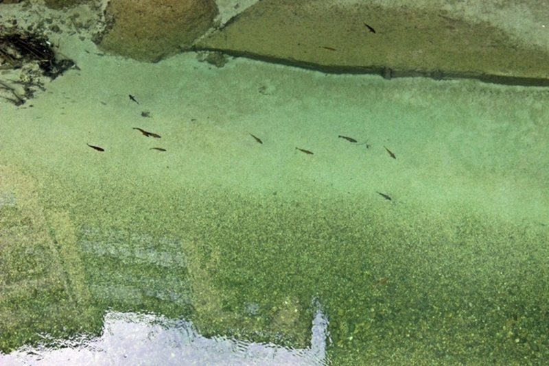 Slovenia Fly Fishing