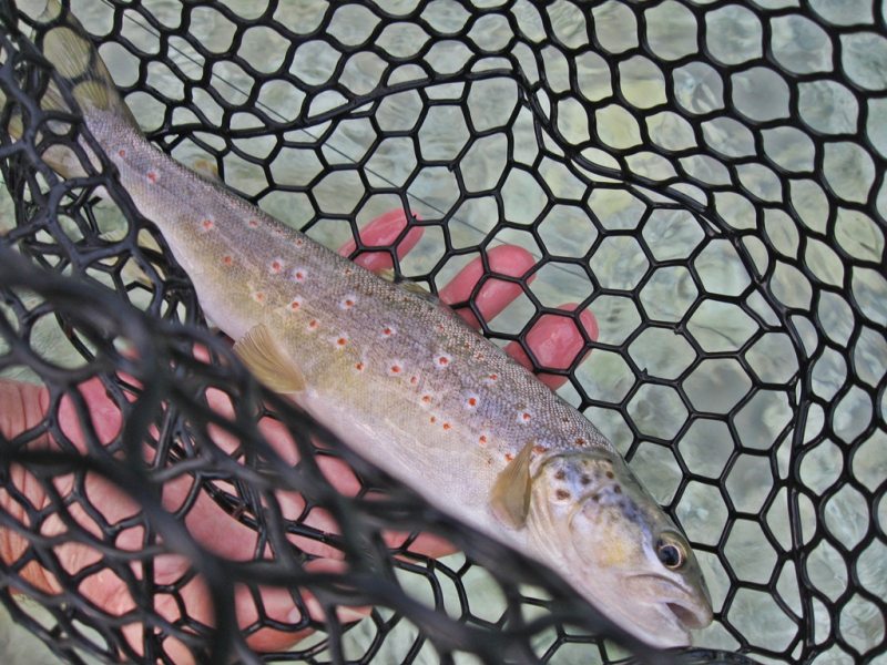 Slovenia Fly Fishing