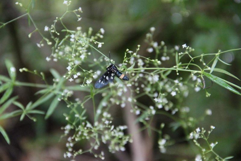 Slovenia Fly Fishing