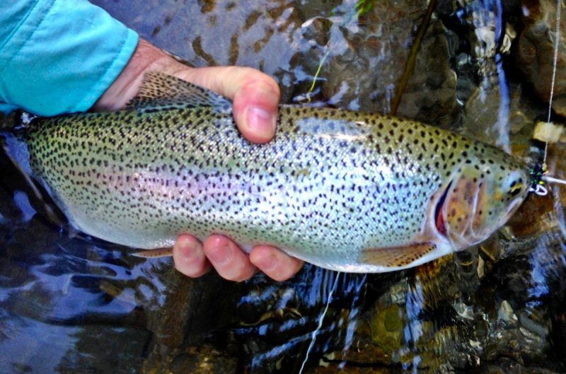 Slovenia Fly Fishing