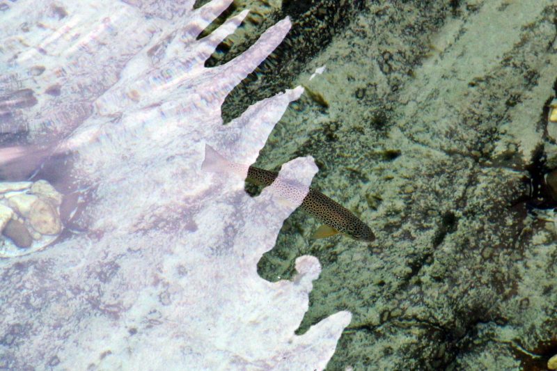 Slovenia Fly Fishing