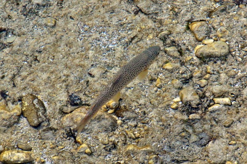 Slovenia Fly Fishing