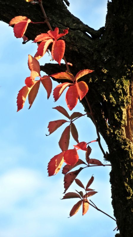 Slovenia Fly Fishing