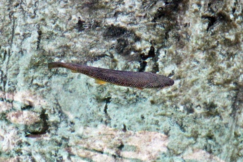 Slovenia Fly Fishing