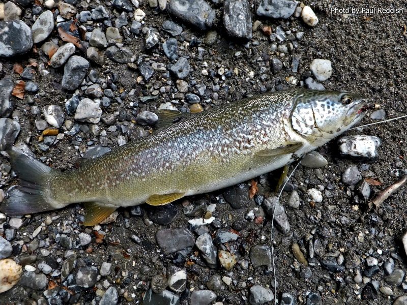 Slovenia Fly Fishing