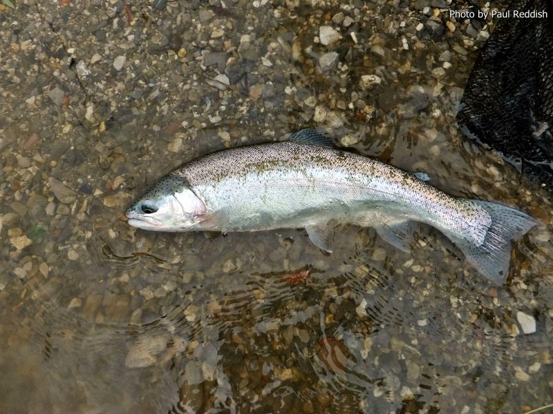 Slovenia Fly Fishing