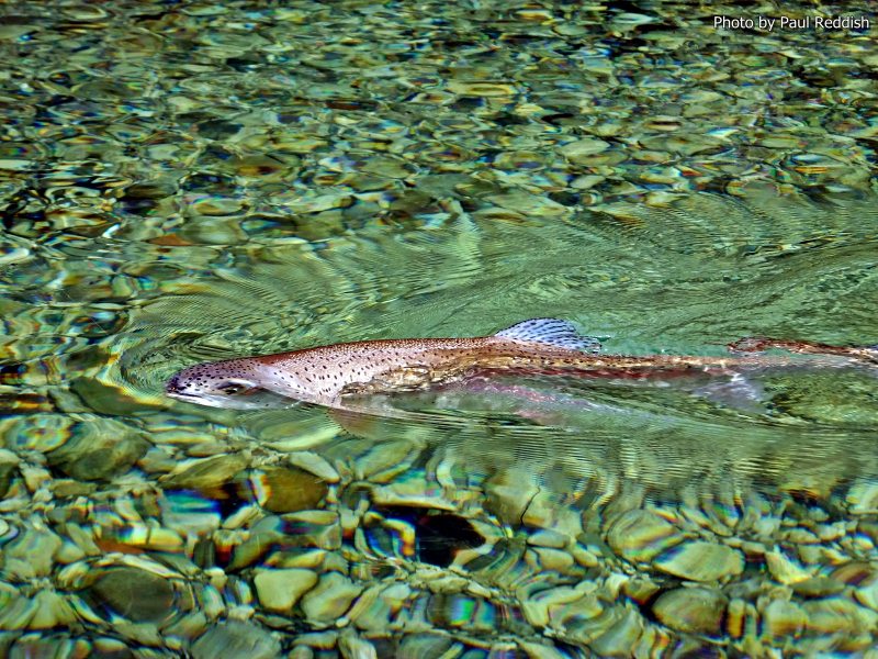 Slovenia Fly Fishing